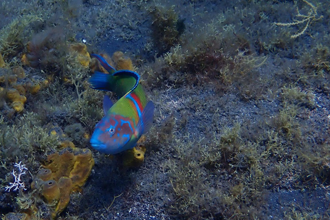 La Palma: First Snorkeling, Then an Intro to Scuba Diving - Discover the Atlantic La Palma: First snorkeling, then an introduction to scuba diving – discover the Atlantic