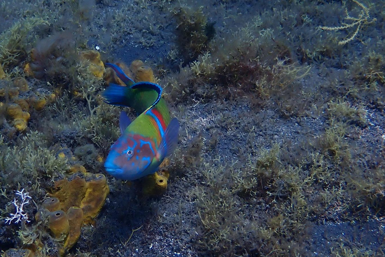 La Palma: First Snorkeling, Then an Intro to Scuba Diving - Discover the Atlantic La Palma: First snorkeling, then an introduction to scuba diving – discover the Atlantic