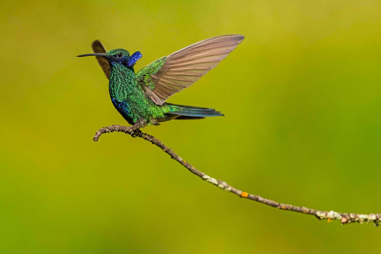 Cusco: Hummingbird Sanctuary Tour — 30+ Bird Species with transfers