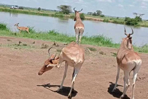 Nairobi: Game Drive i nationalparken med upphämtning från hotell