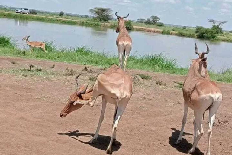 Nairóbi: passeio de carro pelo parque nacional com serviço de busca no hotel