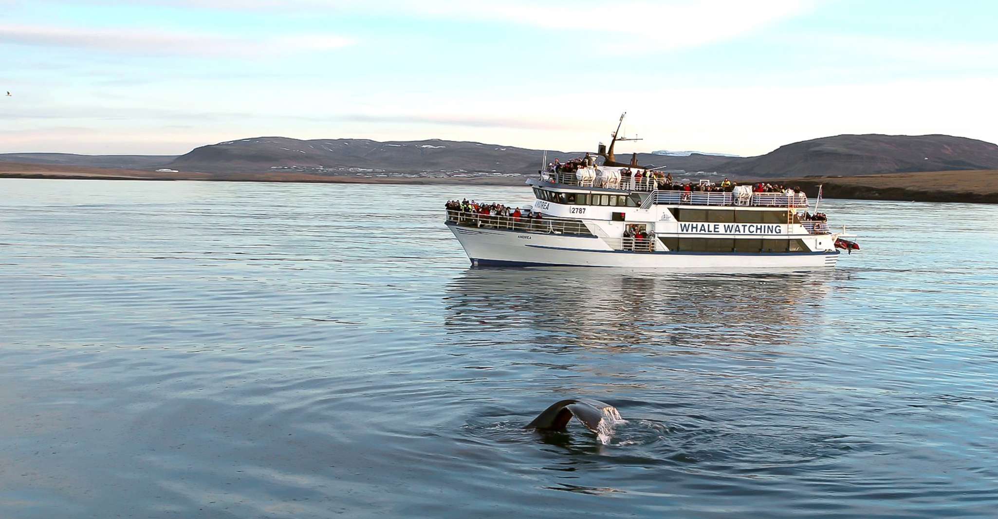 Reykjavik, Whale Watching Tour - Housity