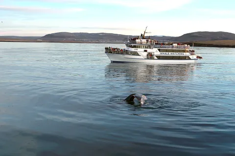 Reykjavik: Whale Watching Tour