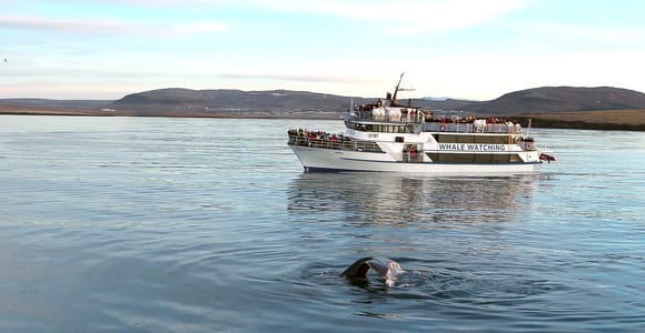 Reykjavik: Whale Watching Tour with Expert Guide