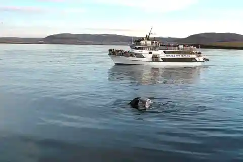 Reykjavik: Excursão de observação de baleias