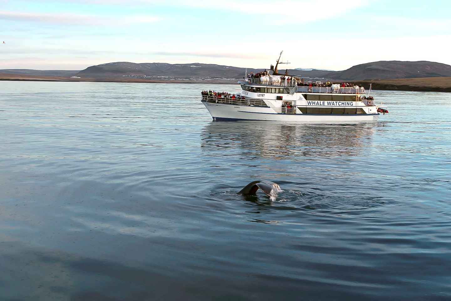Reykjavik: Whale Watching Tour with Expert Guide - From Reykjavik: Whale Watching 2.5-3.5 Hour Classic Tour