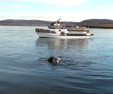Reykjavik: Whale Watching Tour