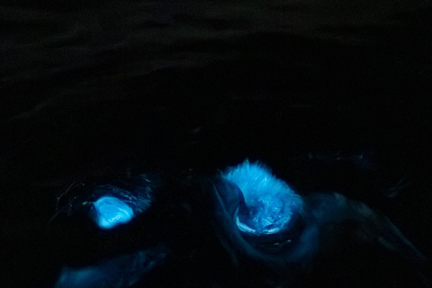 Cocoa Beach/Merritt Island:Bioluminescent kayak tour Single Kayak
