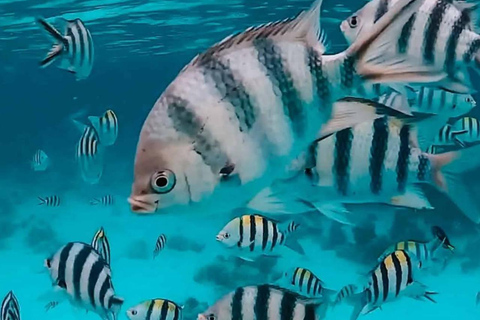 Zanzibar : excursion de plongée avec tuba et voile au récif de Kiwengwa