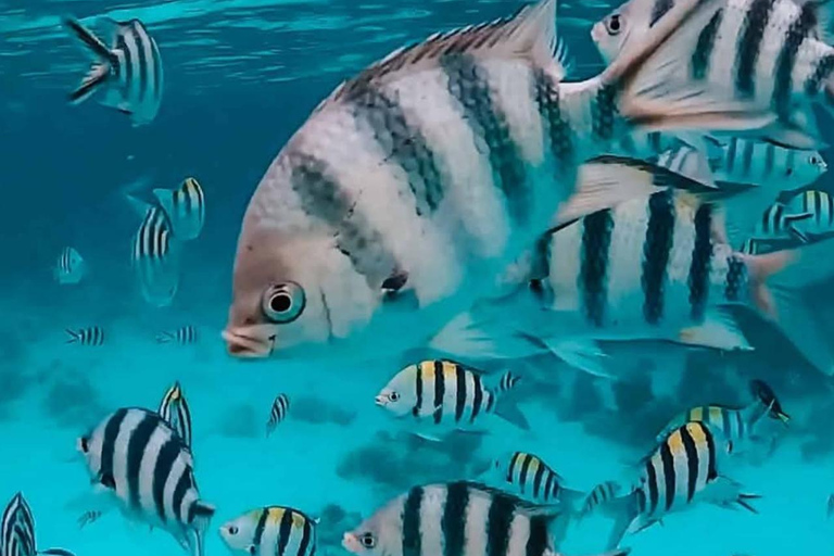 Zanzibar : excursion de plongée avec tuba et voile au récif de Kiwengwa