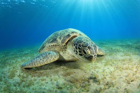 Marsa Mubarak Sea Turtles Trip with Optional Diving with 1 Intro-dives, Snorkelling, Lunch