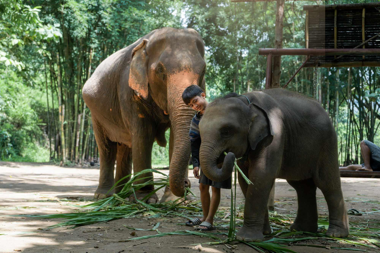 Chiang Mai : Elefantenpflege Elefanten Eco Park