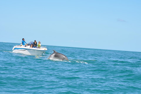 Djerba: Sunset cruise tour, dolphin watching + drinks