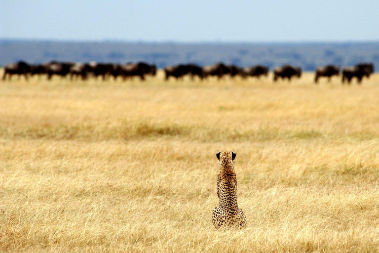 7-Day Budget Camping - Tarangire, Serengeti, Ngorongoro...
