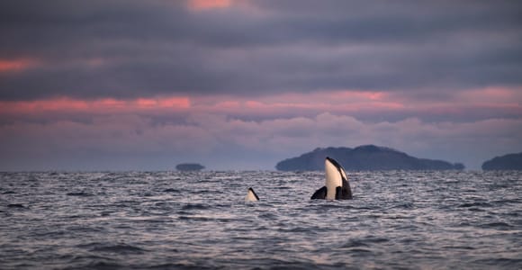 Tromsø: Responsible Whale Watching Cruise Aboard MS Alba