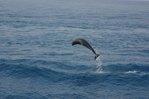 Side: Dolphin Island & Pirate Boat Tour
