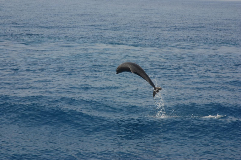 Side: Dolphin Island & Pirate Boat Tour