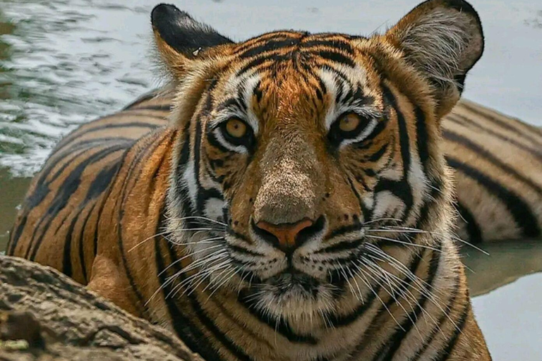 Sariska Tiger Reserve: Gypsy & Canter jungle Safari Transfer