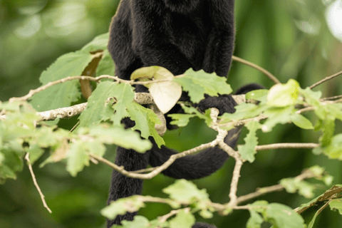 Panama: Monkey Island Boat Tour