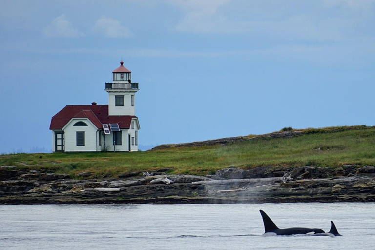 Orcas Island: Whale and Orca Guided Speedboat Tour
