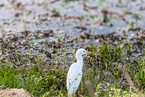 Tissamaharama: Watching Deer, Crocodile & Birds Village Tour Village Tour Shared