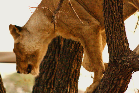 Tanzania: 7-Day Luxury Safari with Serengeti & Ngorongoro