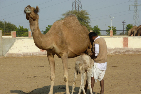 8-Day Desert Adventure - Jodhpur, Jaisalmer & Bikaner Private Tour with A/C transport and Dedicated Driver.