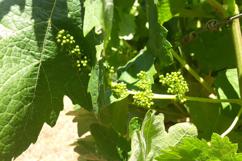 Visite individuelle des vignobles et dégustation de vins