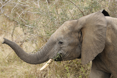 Excursão de 5 dias com tudo incluído para o Kruger e Pano saindo de JHB