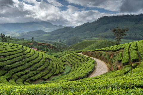 Cochin: tour di 5 giorni di Munnar, Thekkady e Alleppey