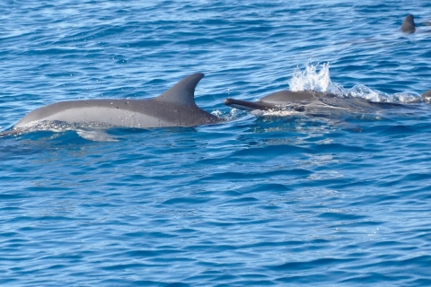 Delfiny, wieloryby, nurkowanie z rurką i lunch na wyspie Benitiers