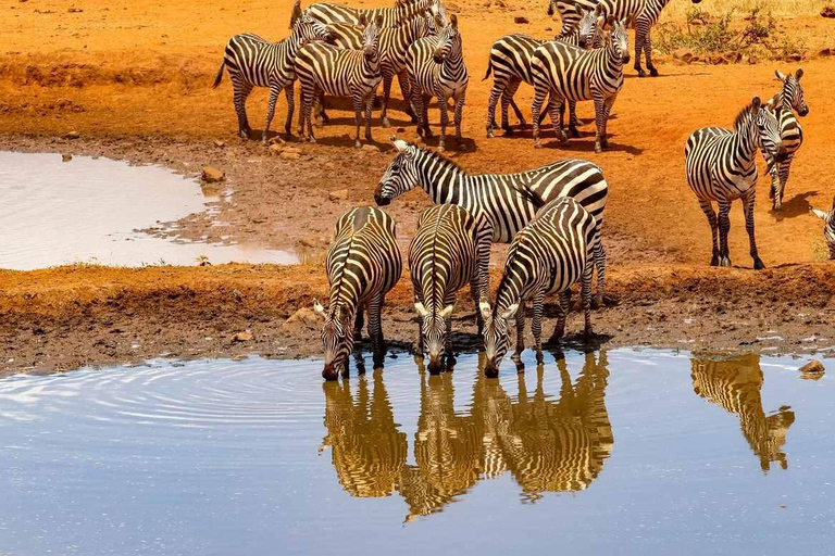 Nairobi: 3-Day Amboseli National Park Safari