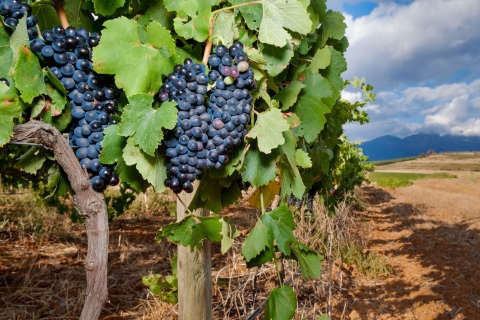 Depuis Cape Town : visite guidée privée des vignobles avec prise en chargeVisite guidée privée des vignobles avec prise en charge à l'hôtel