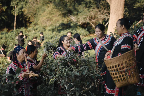 Esperienza di turismo del tè LAHU