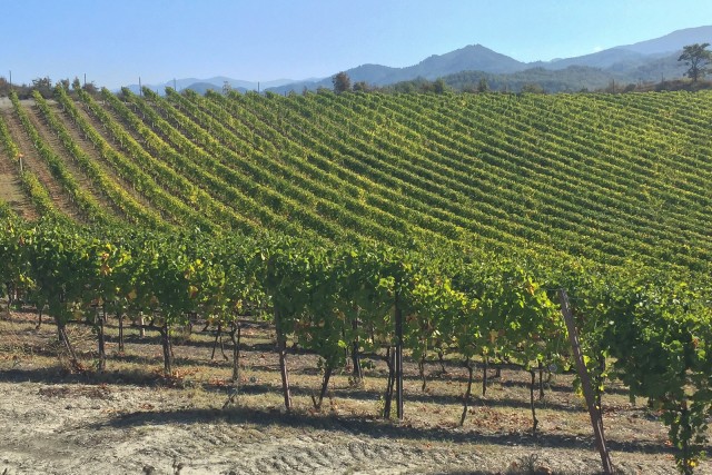 Visit Gavi Vineyard Tour with Truffle and Wine Tasting in Gavi, Piedmont, Italy
