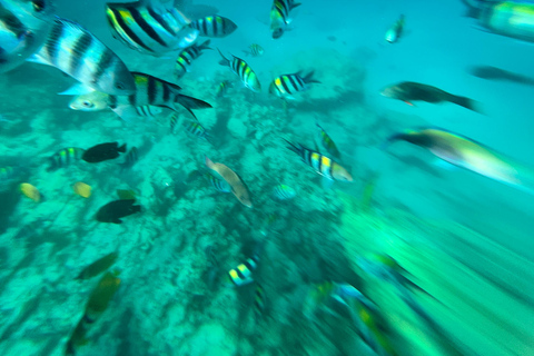 Delfinkryssning, snorkling, simning med sköldpaddor och solnedgångskryssning