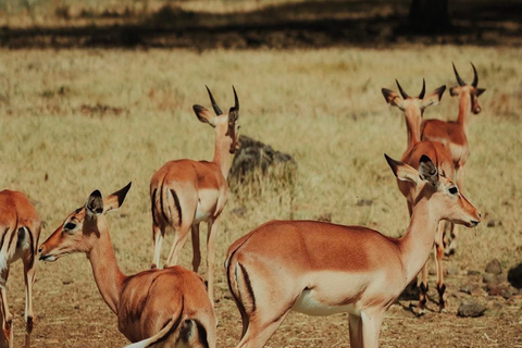 South Discovery :Wild Life Safari at Casela Park with Lunch
