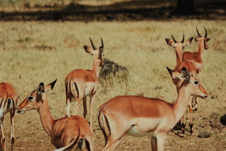 South Discovery :Wild Life Safari at Casela Park with Lunch