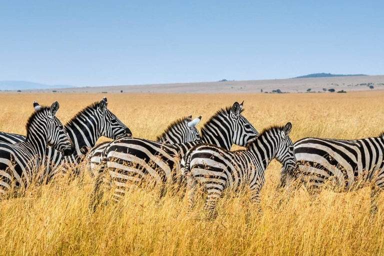 3-dniowe safari w Tanzanii w obiekcie klasy średniej3-dniowe safari w domku średniej klasy w Tanzanii