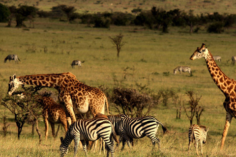 Halbtag Tala Wildreservat &amp; Natal Lion Park ab Durban