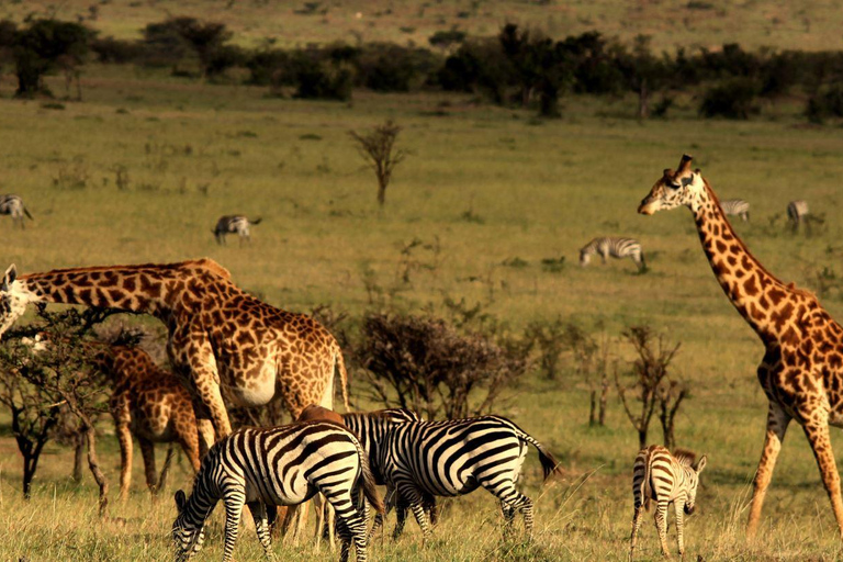 Demi-journée dans la réserve de chasse de Tala et le parc des lions du Natal au départ de Durban