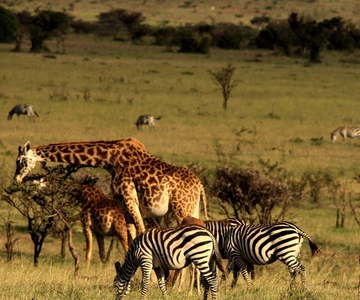 De Durban: Excursão de 5 dias a Zululand