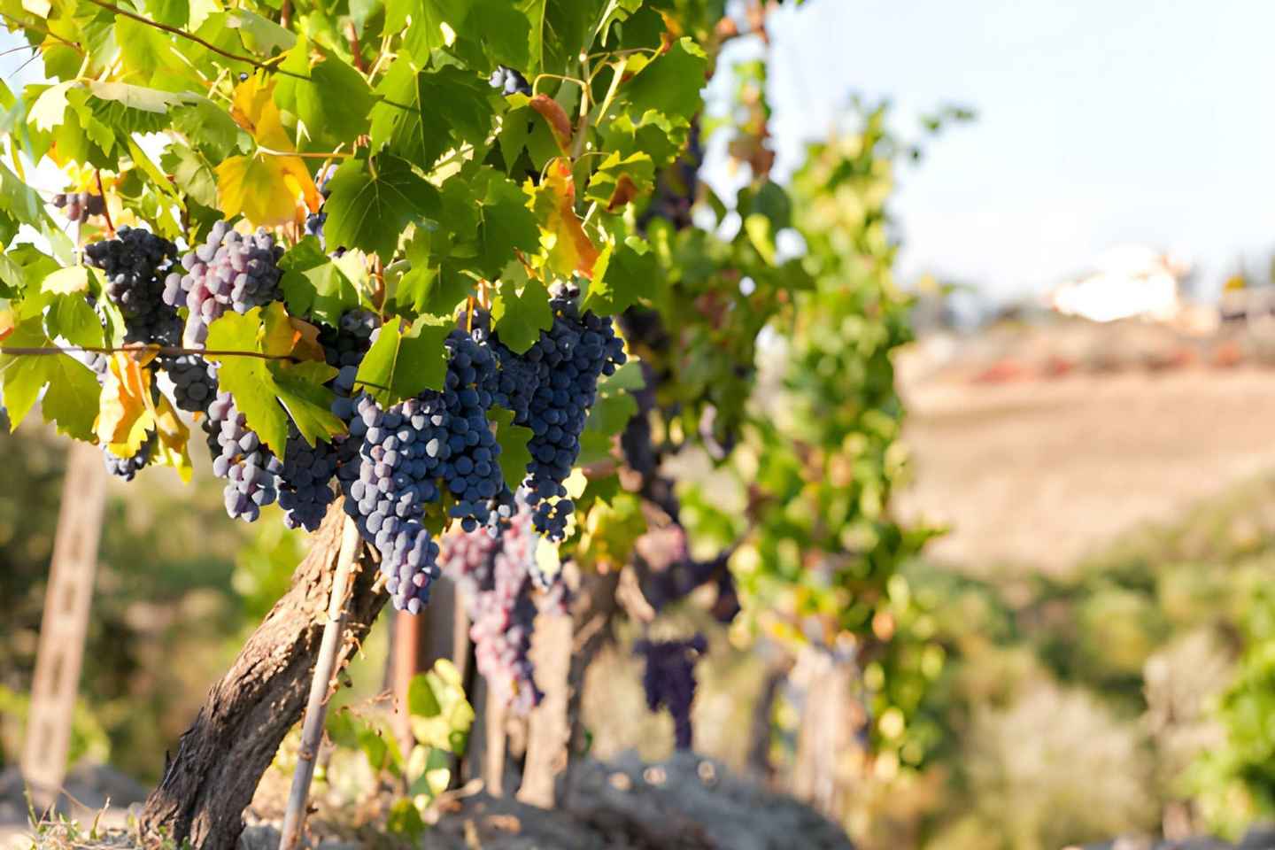 From Florence: Chianti Wine Tour with Tastings Half Day - From Florence: Chianti Wine Tour with Tastings Half Day