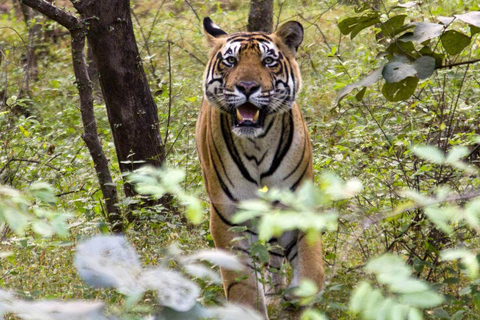 Från Jaipur: Privat rundtur med tigersafari i Ranthambore över natten