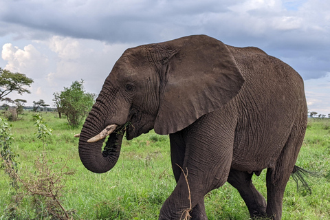 Arusha: Arusha National Park Safari with Canoeing Option