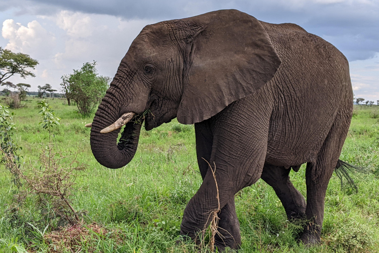 Arusha: Arusha National Park Safari with Canoeing Option