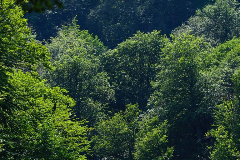 Tavush-regionen: Höjdpunkt - Dilijan nationalpark