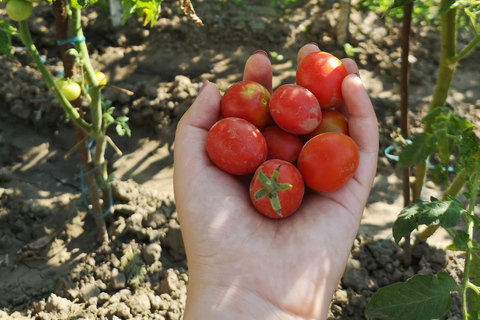 Brasov: Transylvania Motorcycle Tour with Gastro Local Lunch Brasov: Private Transylvania Motorcycle Adventure with Lunch
