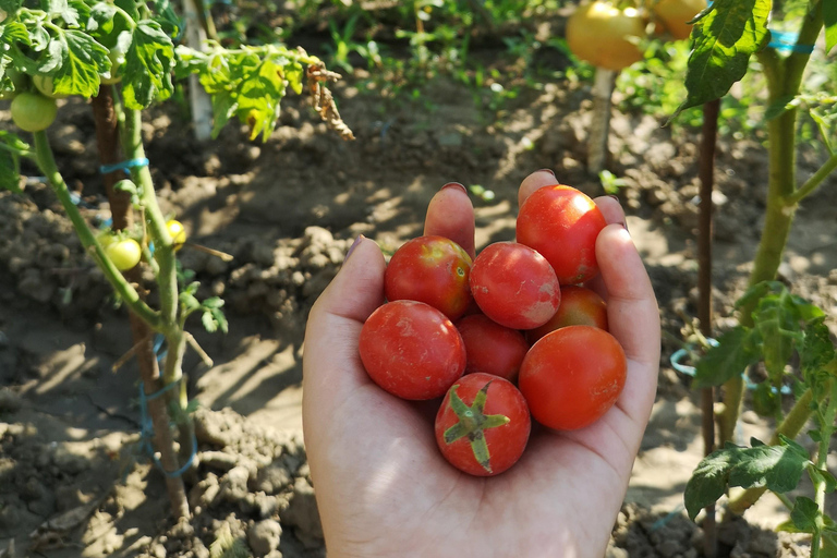 Brasov: Transylvania Motorcycle Tour with Gastro Local Lunch Brasov: Private Transylvania Motorcycle Adventure with Lunch