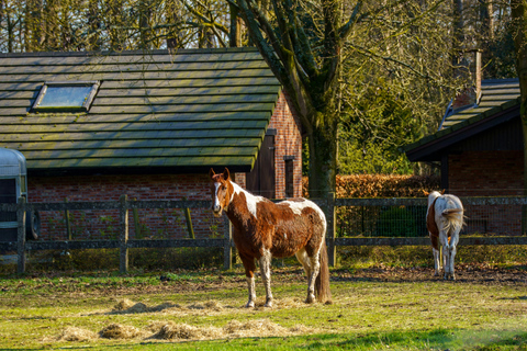 Lucerne: Horseback Riding Tour with Grooming & Saddling